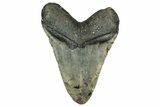 Fossil Megalodon Tooth - North Carolina #351726-2